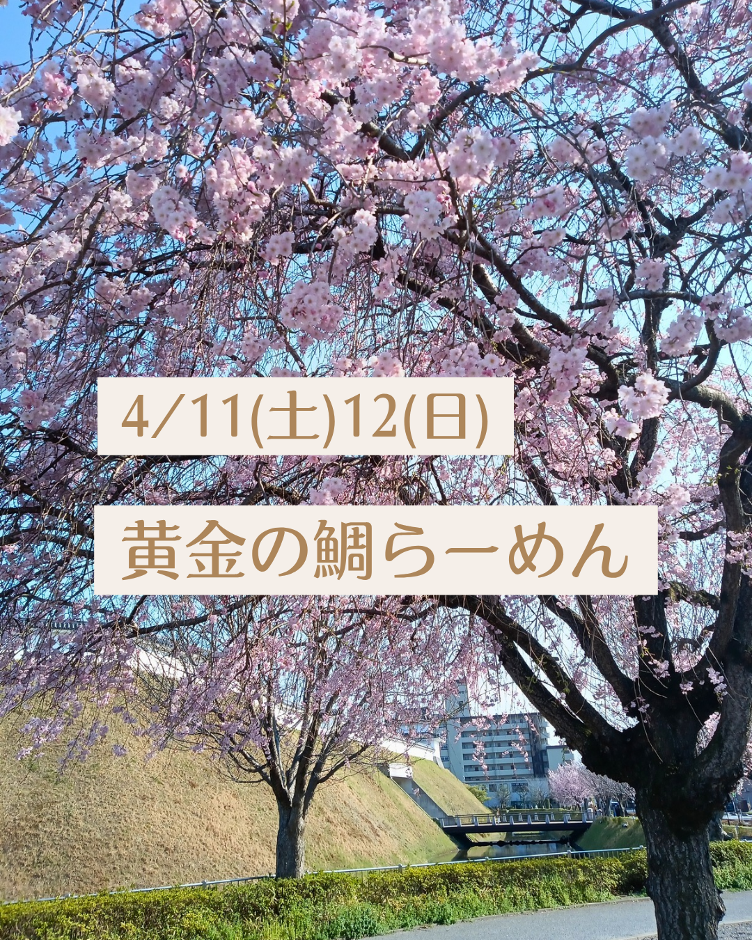 4/11(土)12(日)は黄金の鯛らーめん