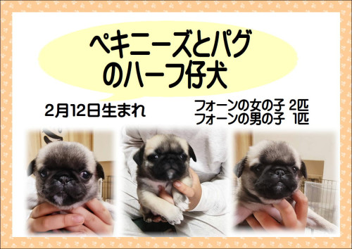ぺキパグフォーン.JPG