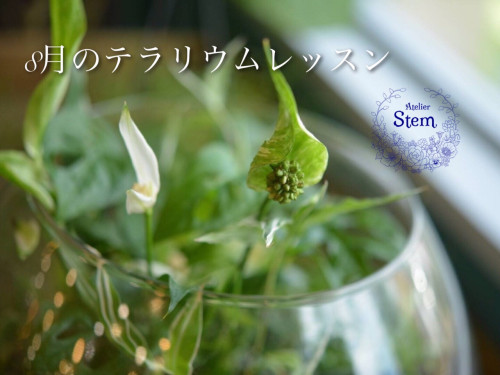 8月の季節限定レッスン［観葉植物のテラリウム］