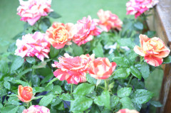 DSC_3267.jpg