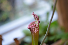 DSC_3270.jpg