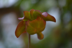 DSC_3271.jpg