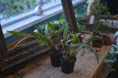 DSC_3933.jpg
