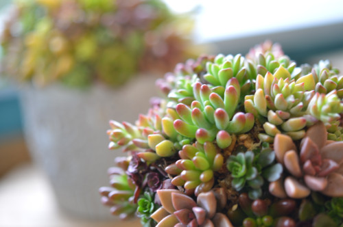 １月のレッスン