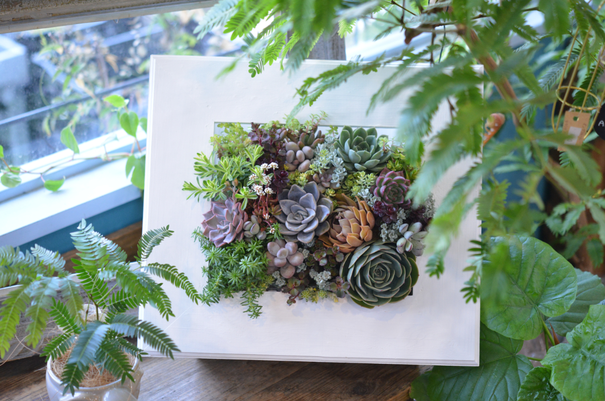 多肉植物の「Froral Window（フローラル・ウィンドウ）」レッスン開催