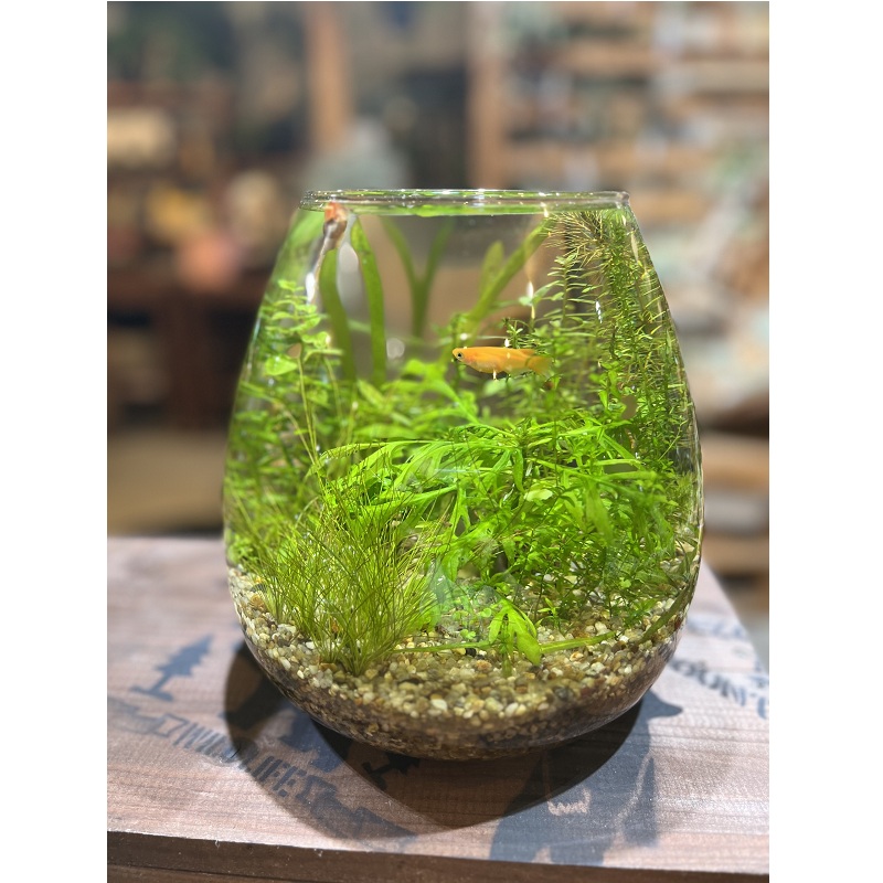 「小さな癒しの世界をデザインする」はじめてのボトルアクアリウム体験