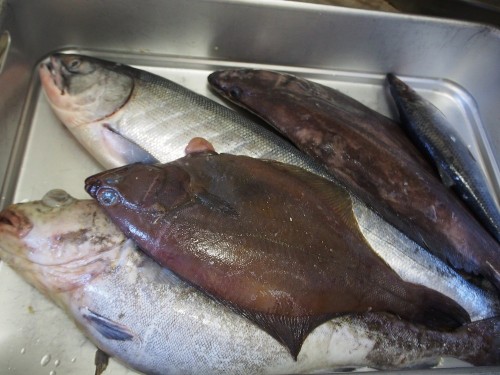 魚５種（鮭、鱈、鰊、アブラガレイ、赤ガレイ）.JPG
