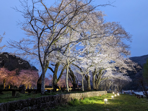 笠置キャンプ場　桜のライトアップ