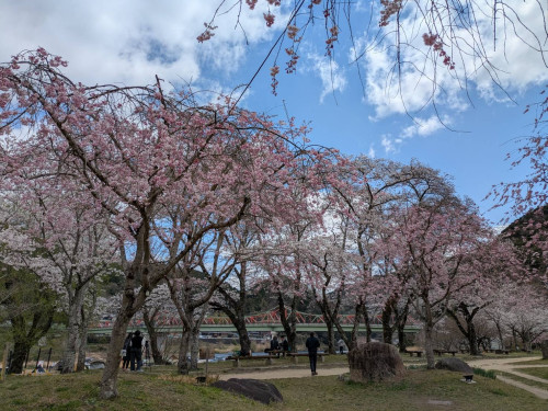 笠置キャンプ場桜九分咲きです🌸