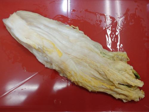 お待たせの「山東菜」・・・出ました！