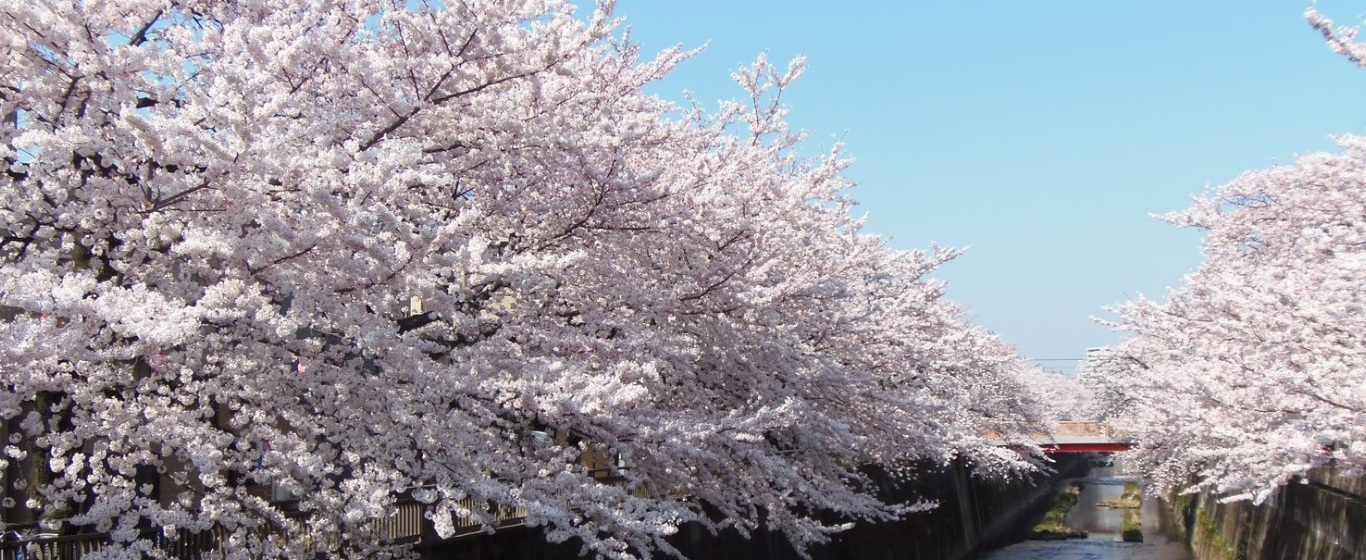 🌸なかいた桜だより（開花状況）がわかります！
