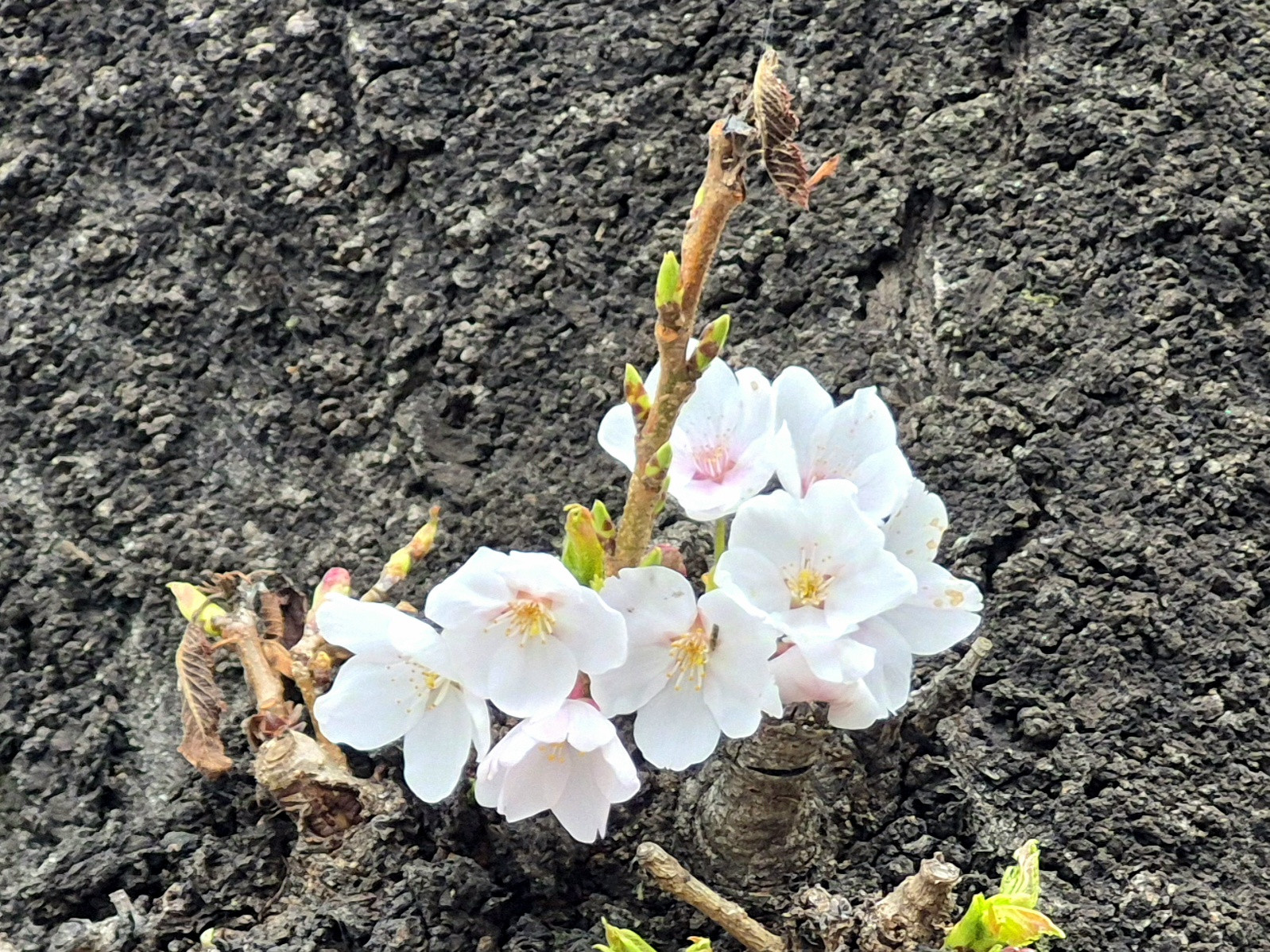 「ちょっとだけ　ひと休み」・・・作りました。