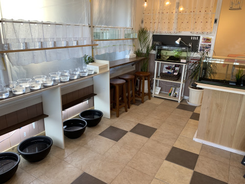 営業　メダカ展示販売します