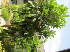 IMG_1951.JPG