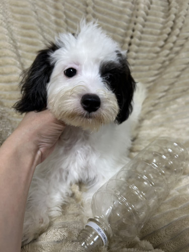仔犬☆子猫☆小動物*:.産まれてます☆*:.