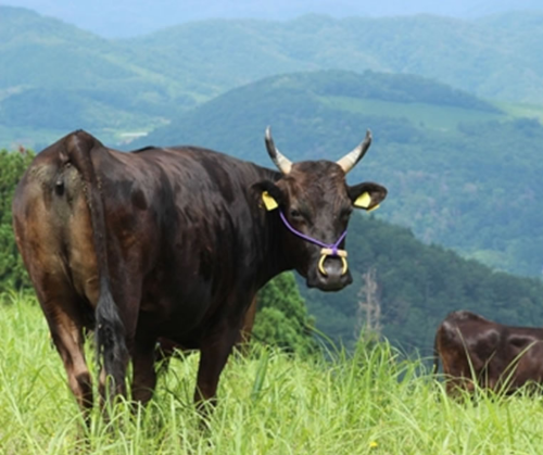 wagyu.png