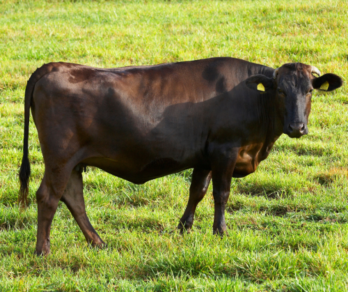 heifer.png