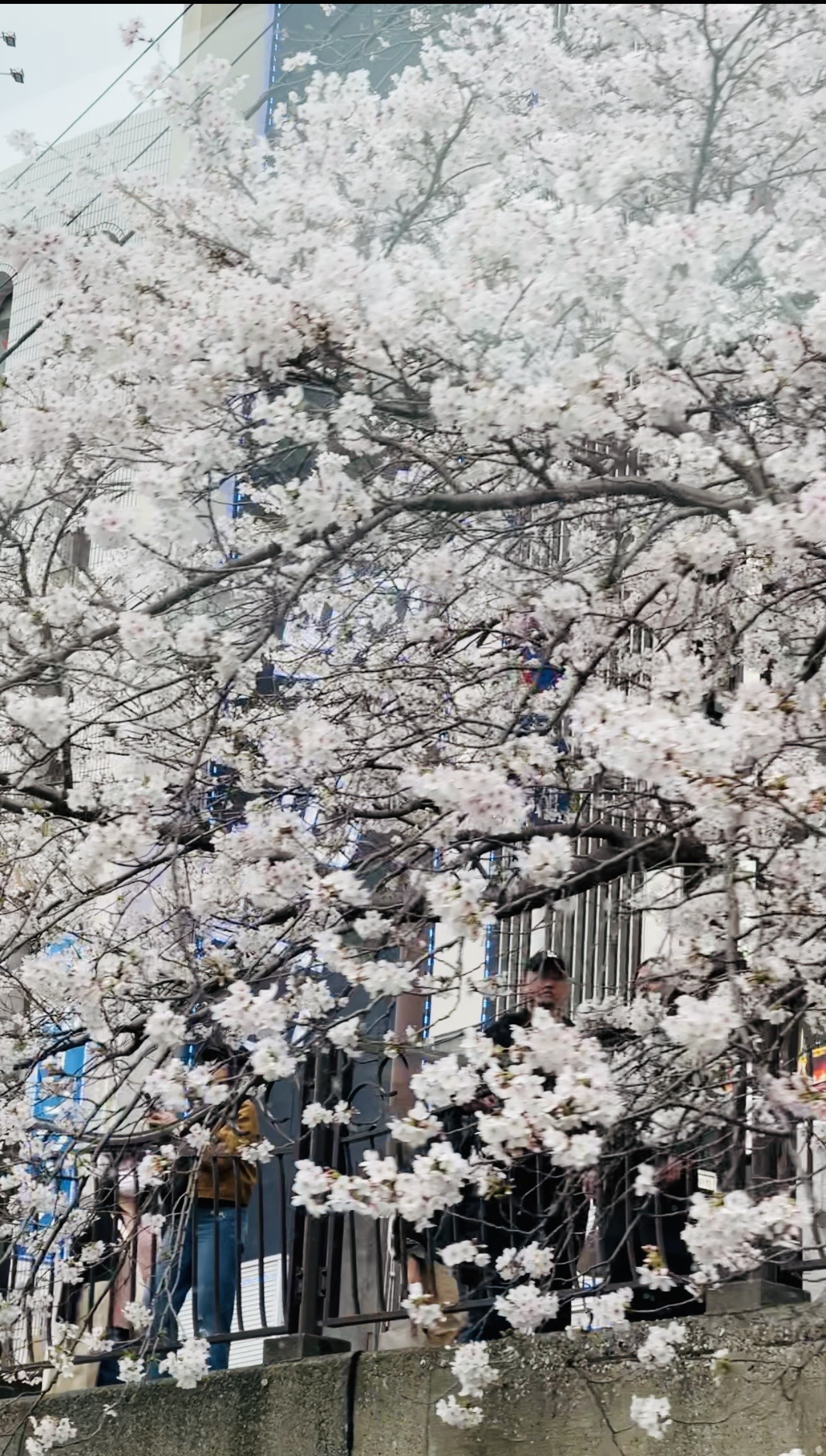 🌸初めての桜クルージング🌸