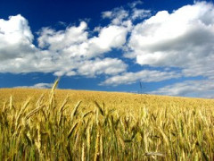corn-field-2-1368926.jpg