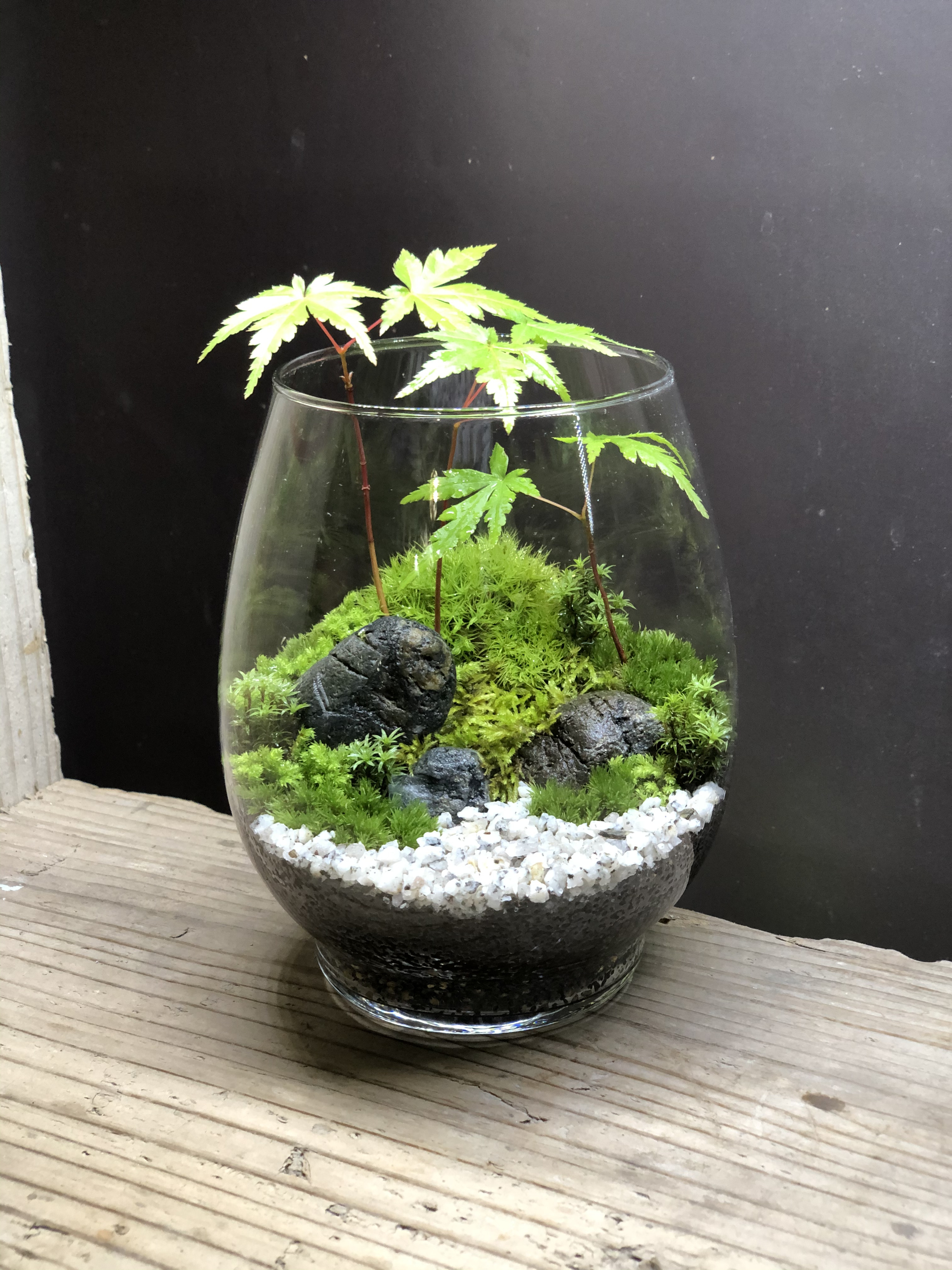 苔テラリウム「Japanese」 - moss-connect / 苔インテリア販売