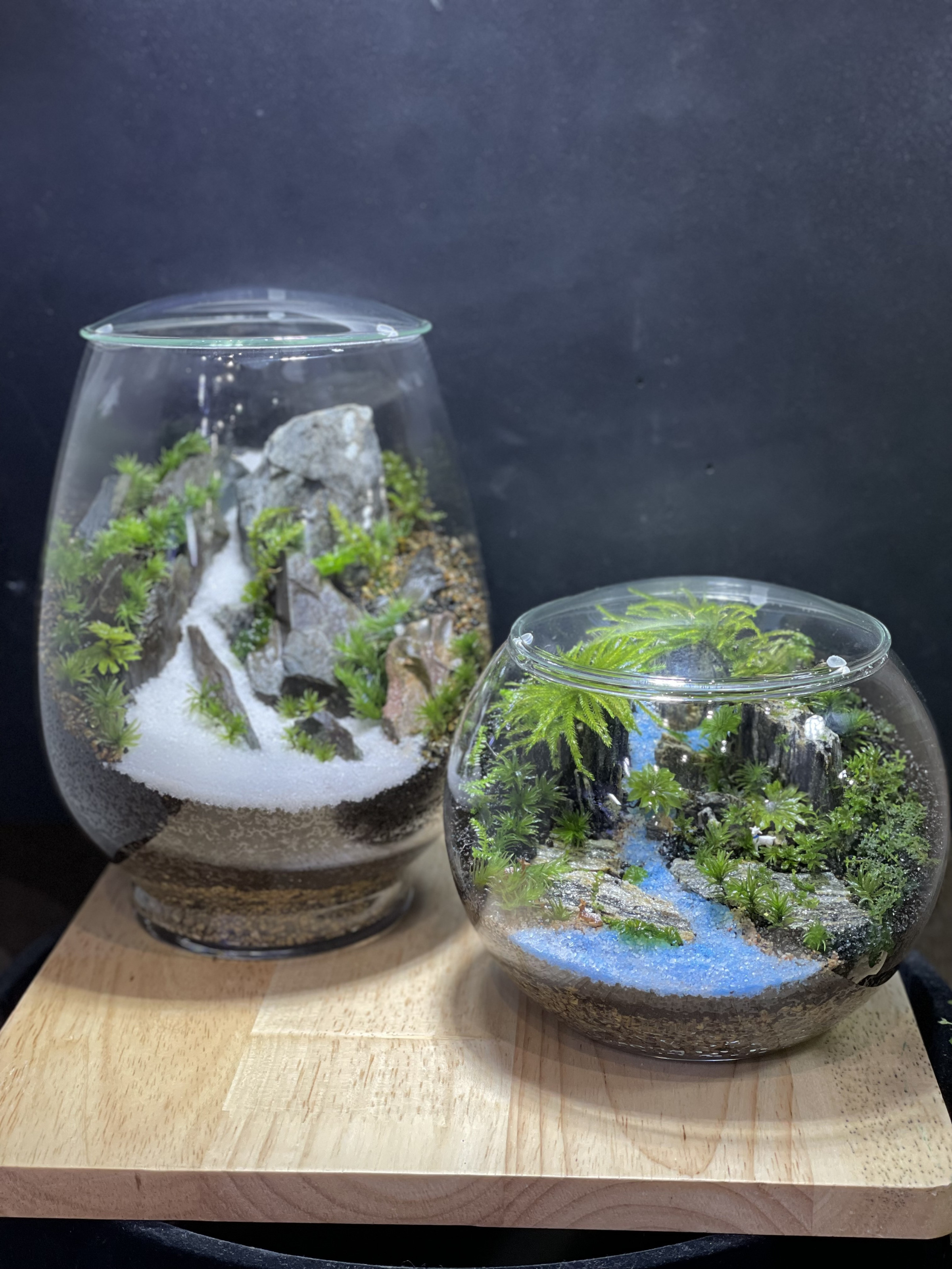 住友館　テラリウム 住友館 テラリウム 書籍・ギフト – 苔むすび