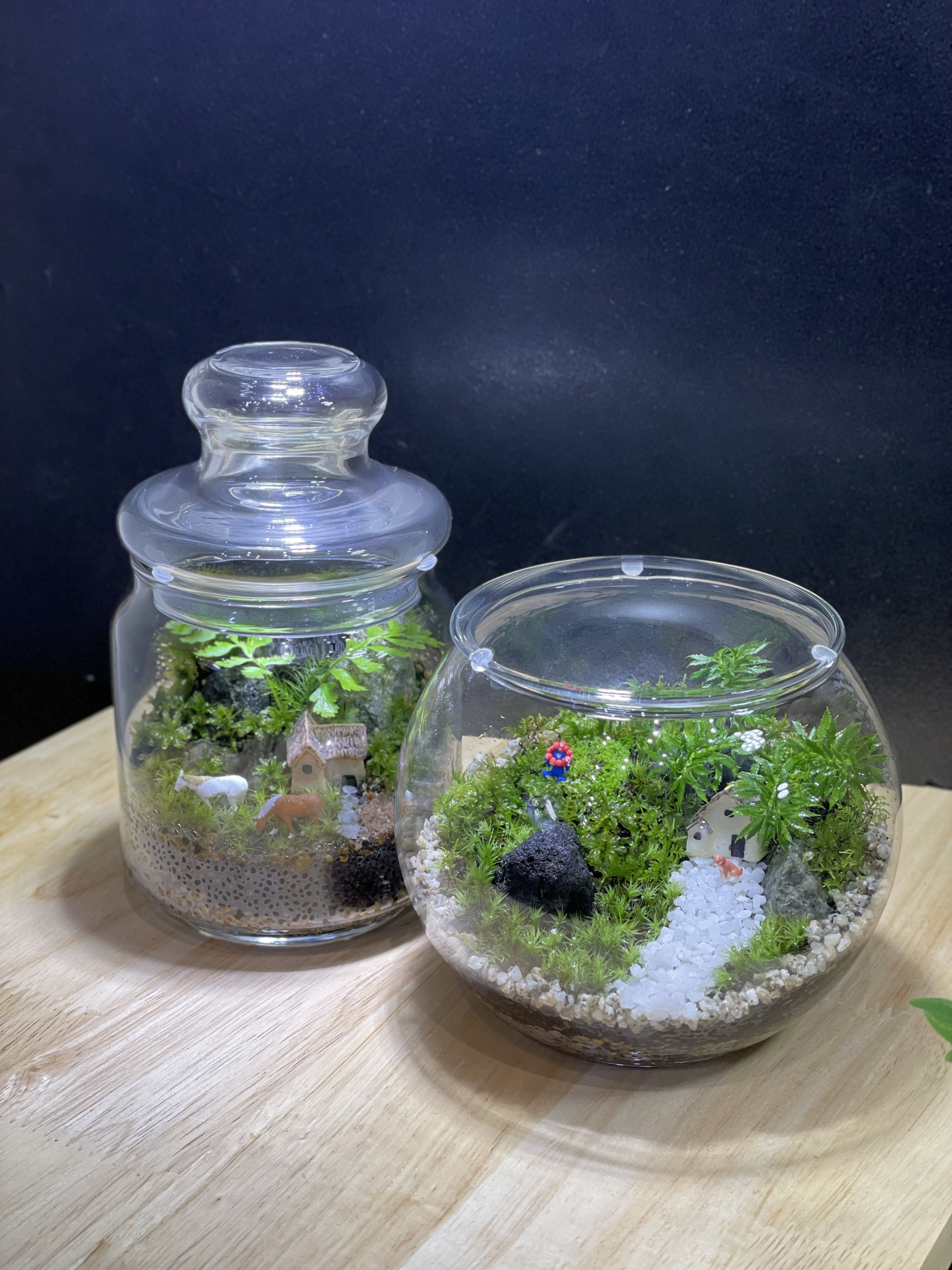 2月の店内苔テラリウム教室ご予約を開始しました。