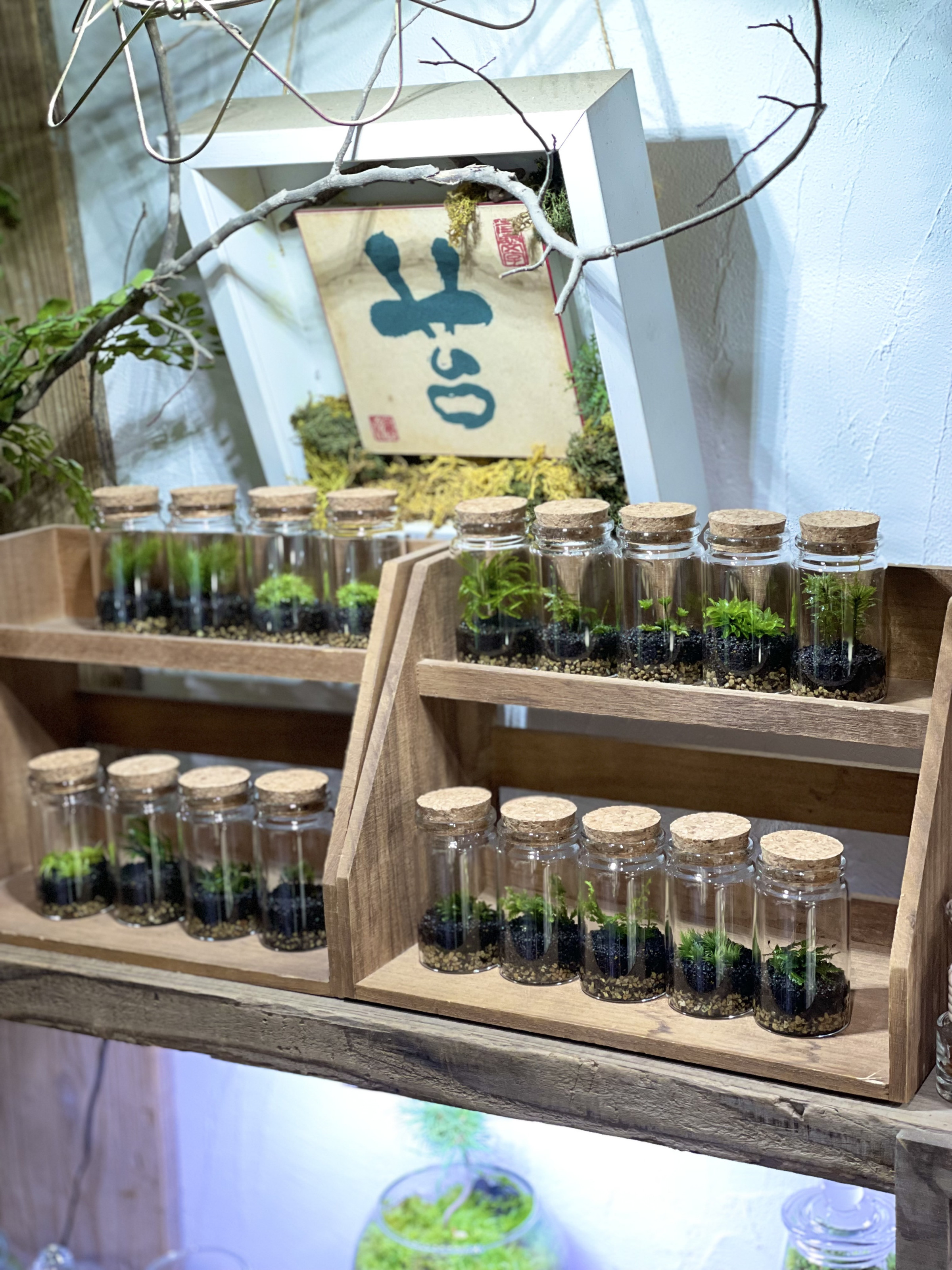 600円〜標本のように1種類の苔を楽しむ苔テラリウム