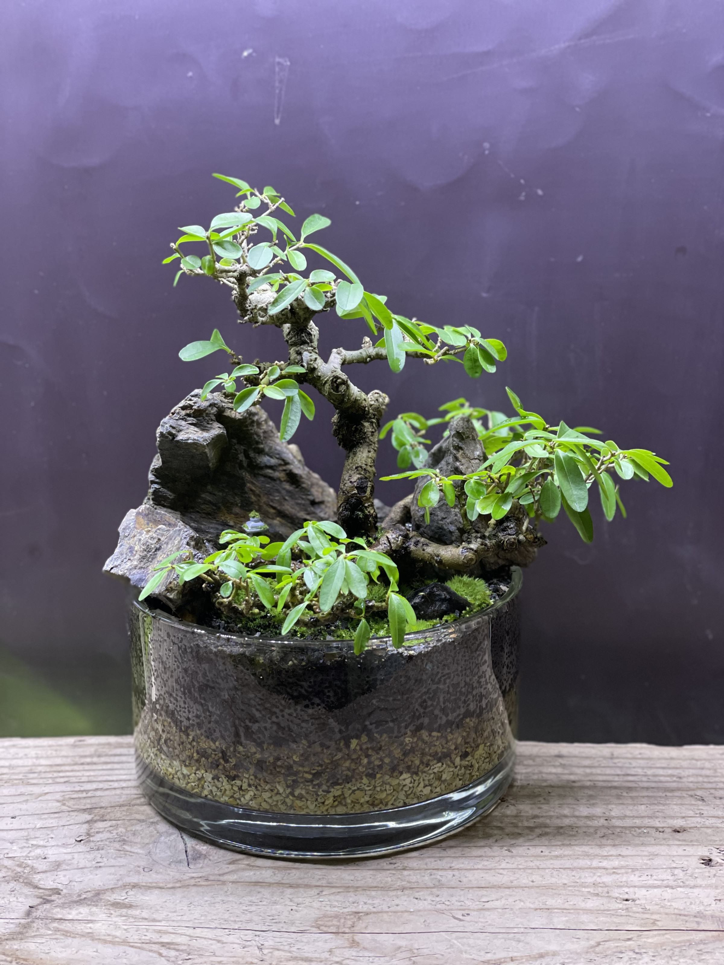 硝景 「 -- 不動 -- 」