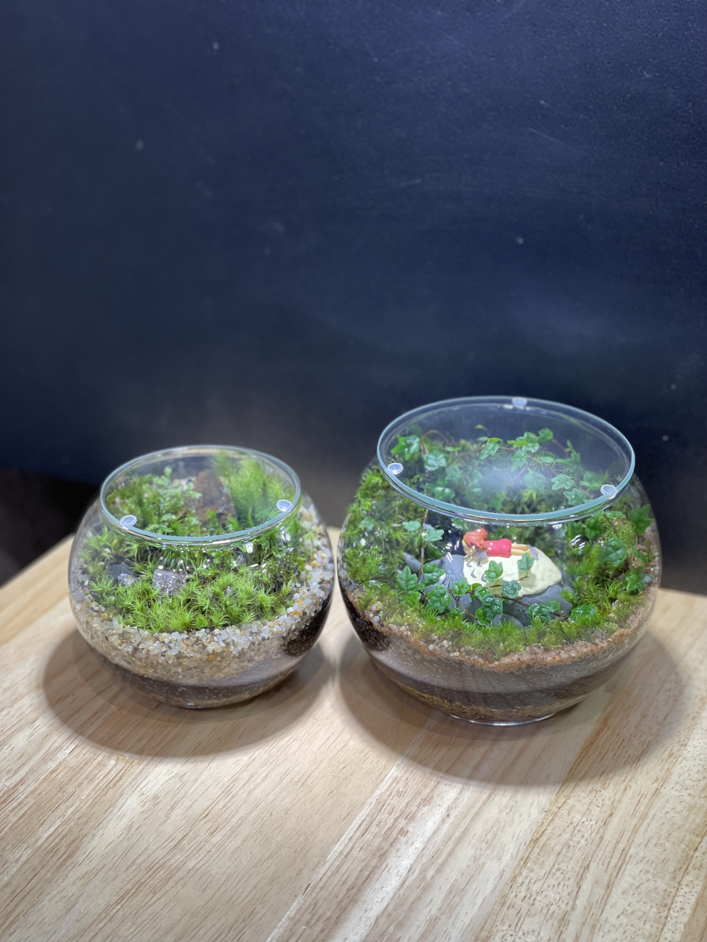 4月の店内苔テラリウム教室ご予約を開始しました。