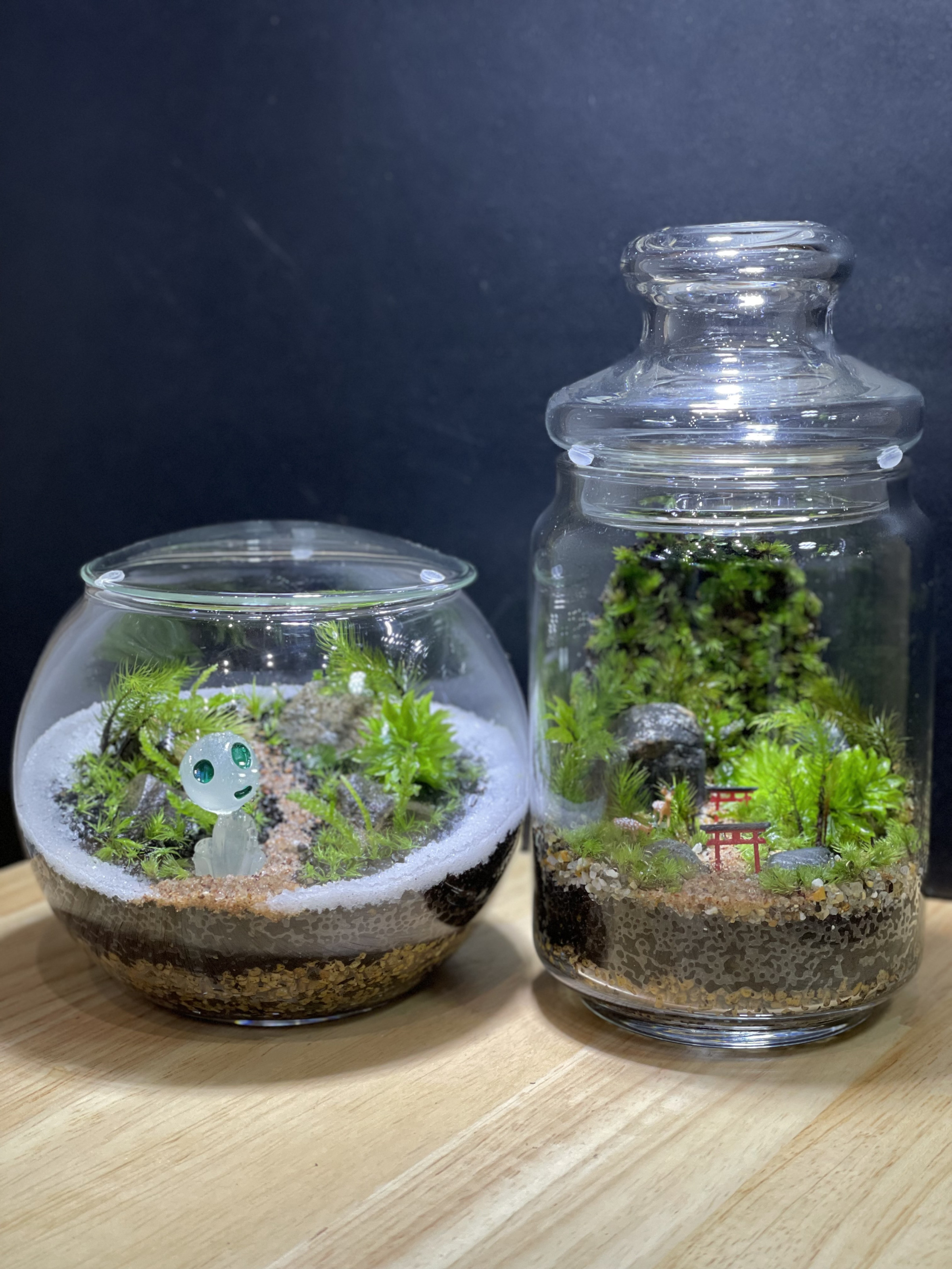 5月の店内苔テラリウム教室ご予約を開始しました。