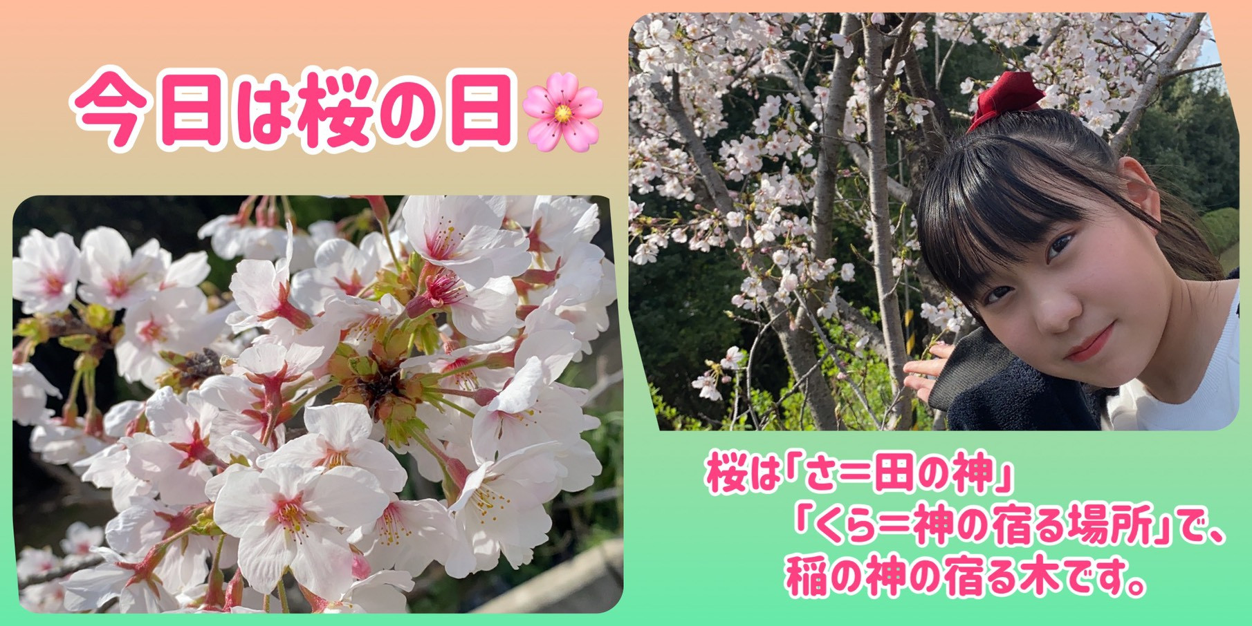 🌸今日は桜の日！