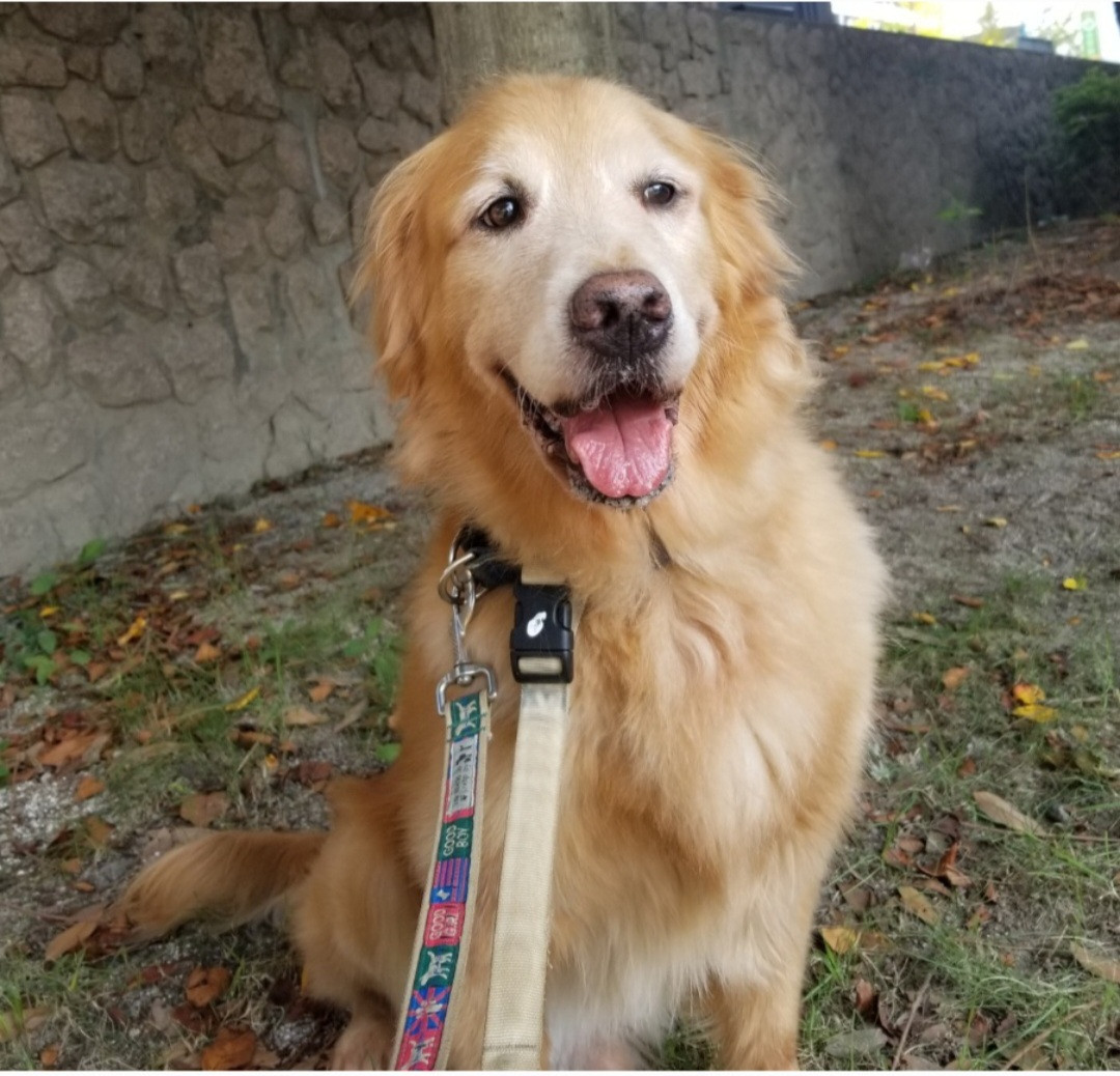 愛犬マルモも応援しています