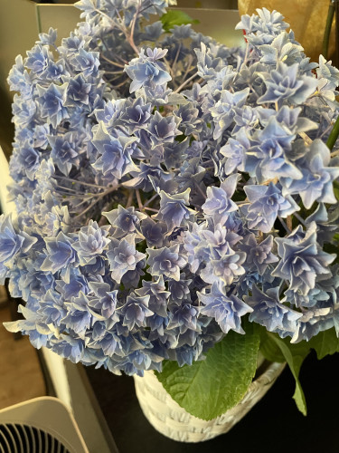 IMG_4619.jpeg