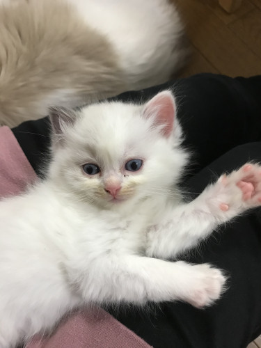☆里親募集中☆ - Ragdoll cattery Happy 愛