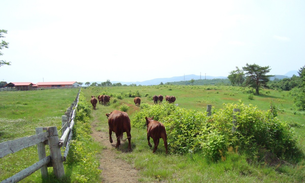 八甲田山麓～十和田市の牛舎で季節に合わせ短角牛を育ててます。
