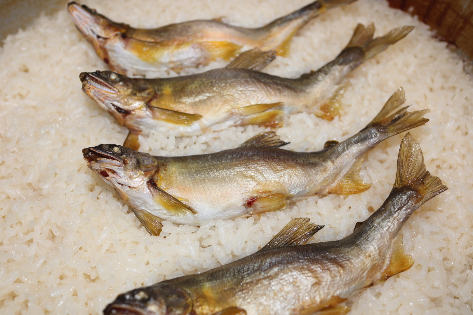 締めの御飯は鮎御飯にしました