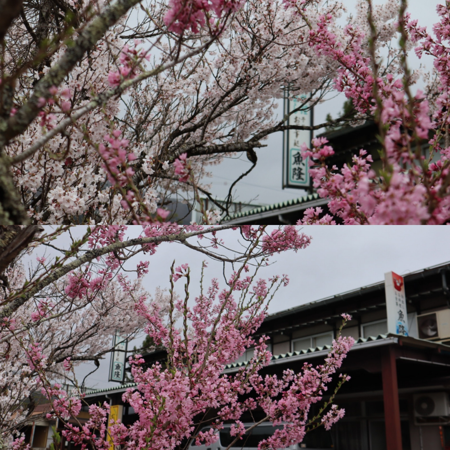 桜が満開になりました