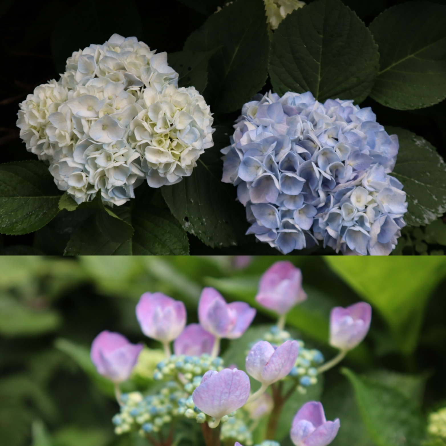 庭の紫陽花が咲いています