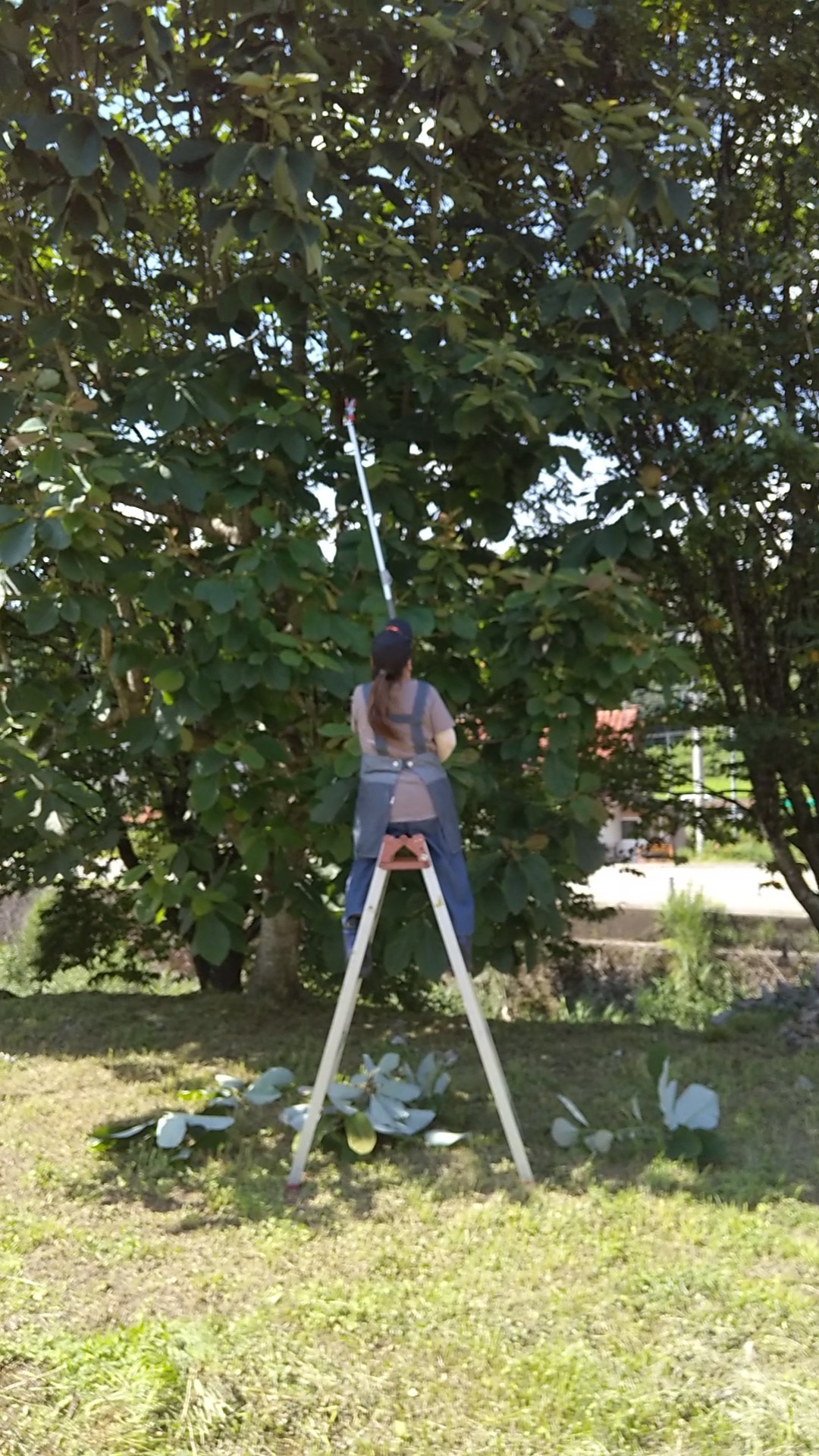 朴葉寿司用の葉っぱをとってきました