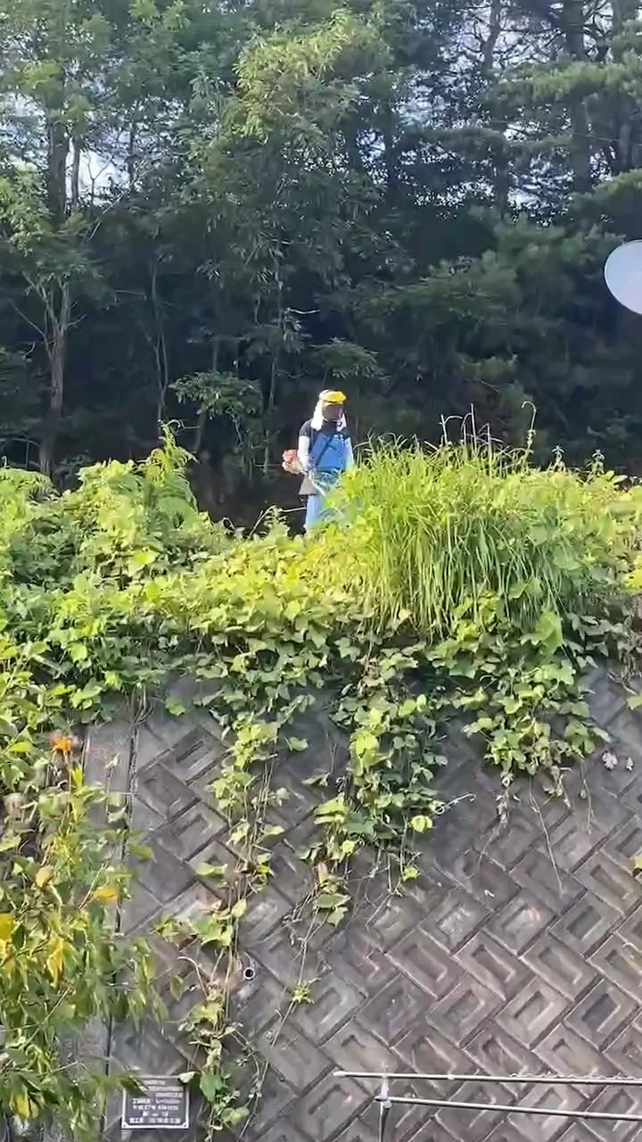裏の斜面の草刈り