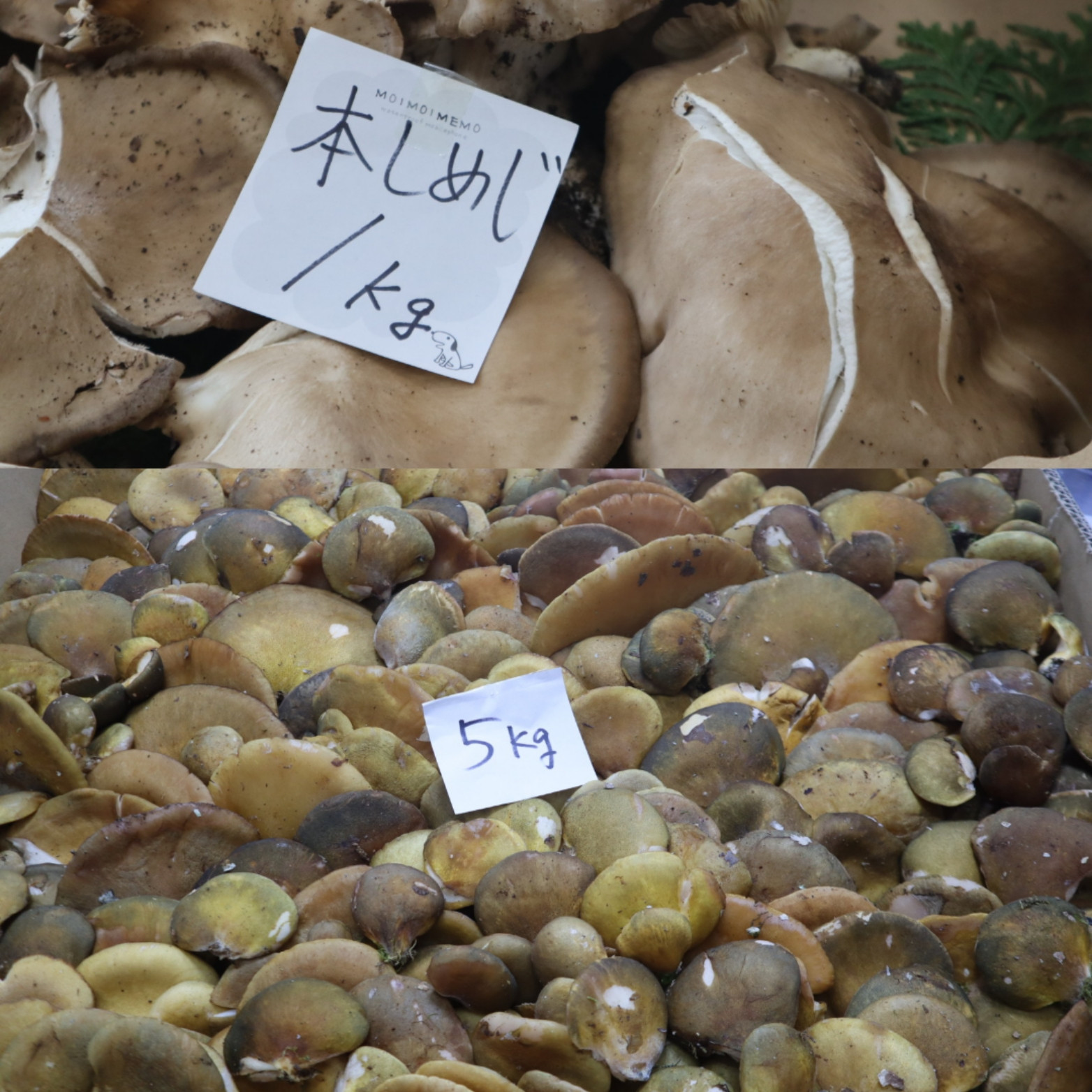 天然キノコ大量仕入れです