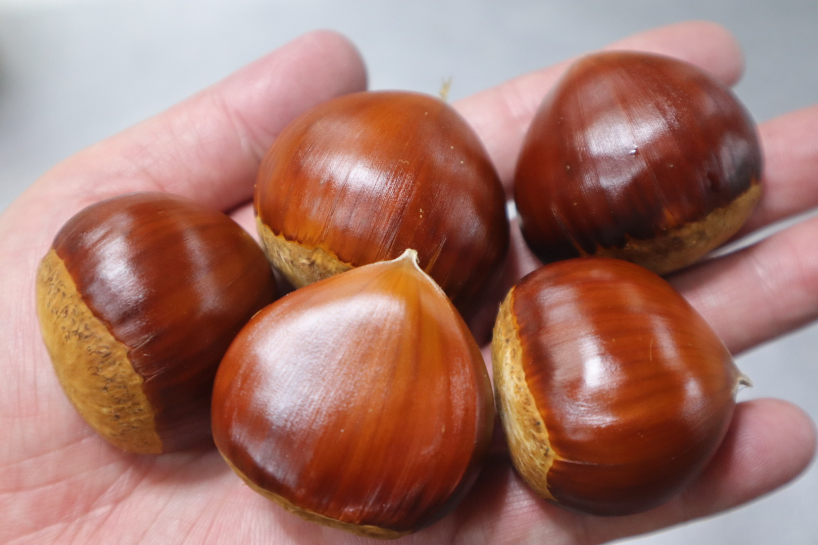 ポロタンを今年初収穫です