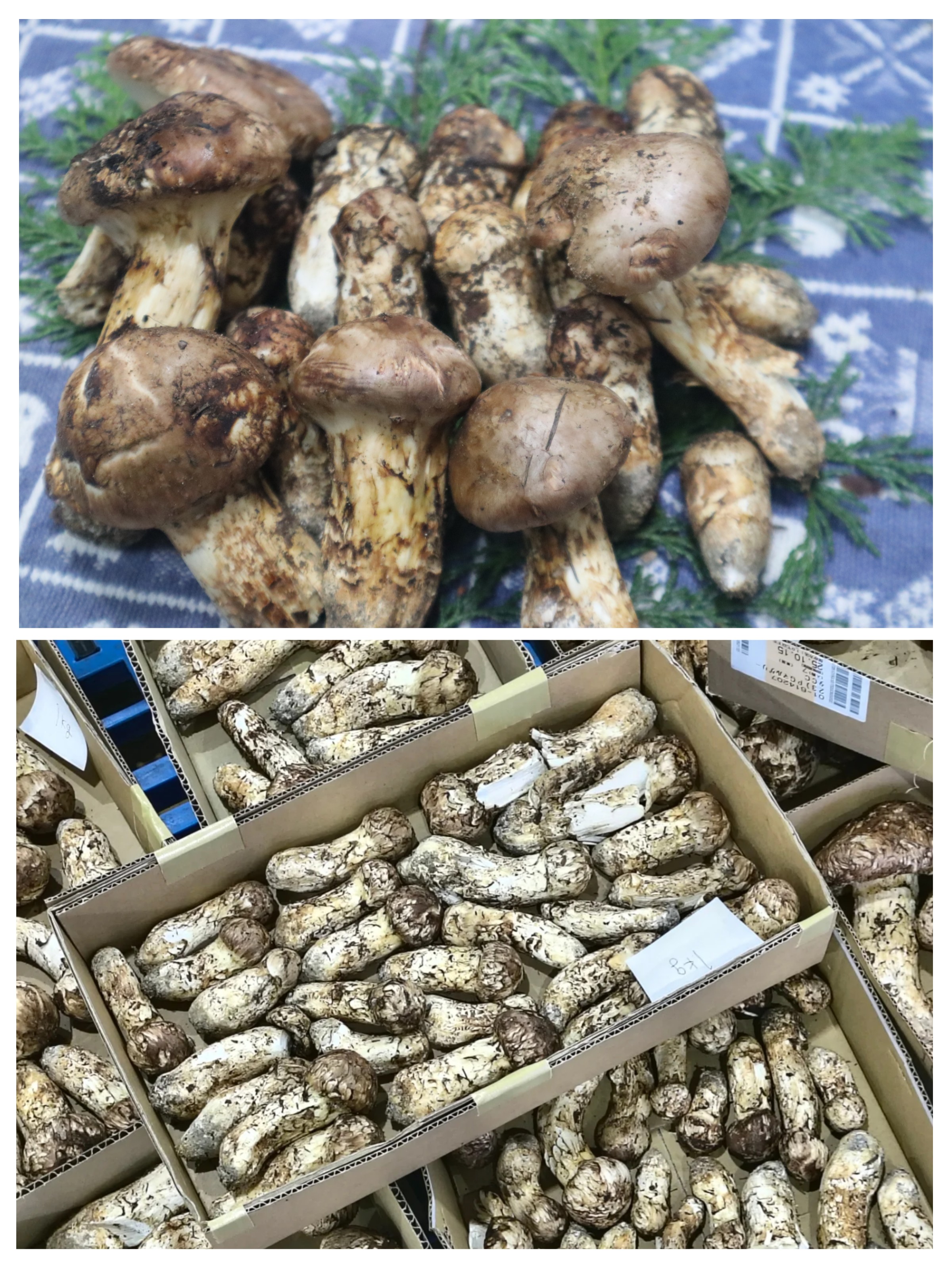 地元産松茸が入荷です