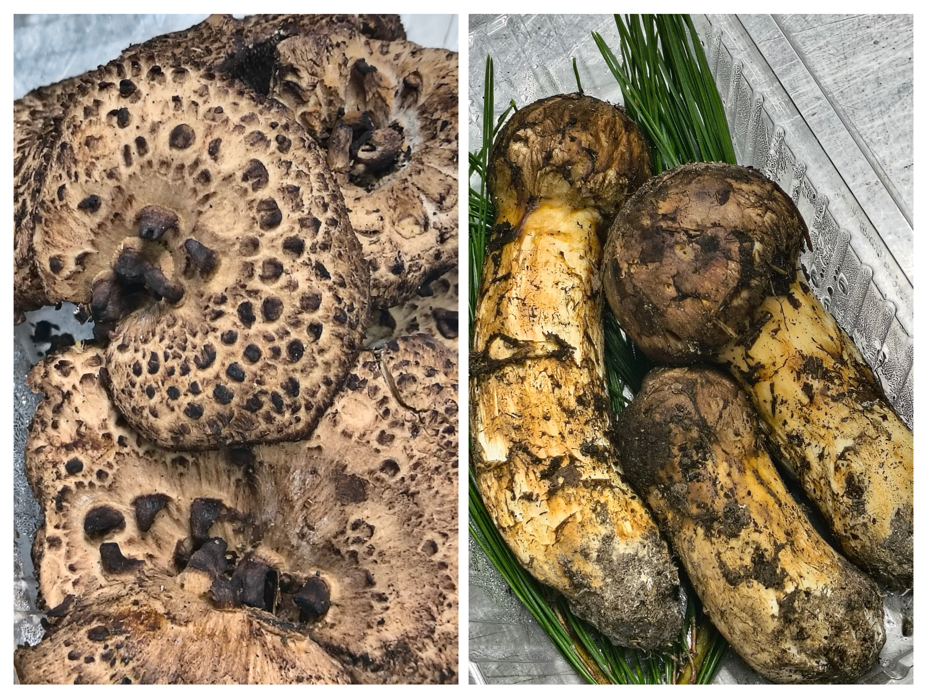 高級きのこ、松茸、香茸が入荷しました