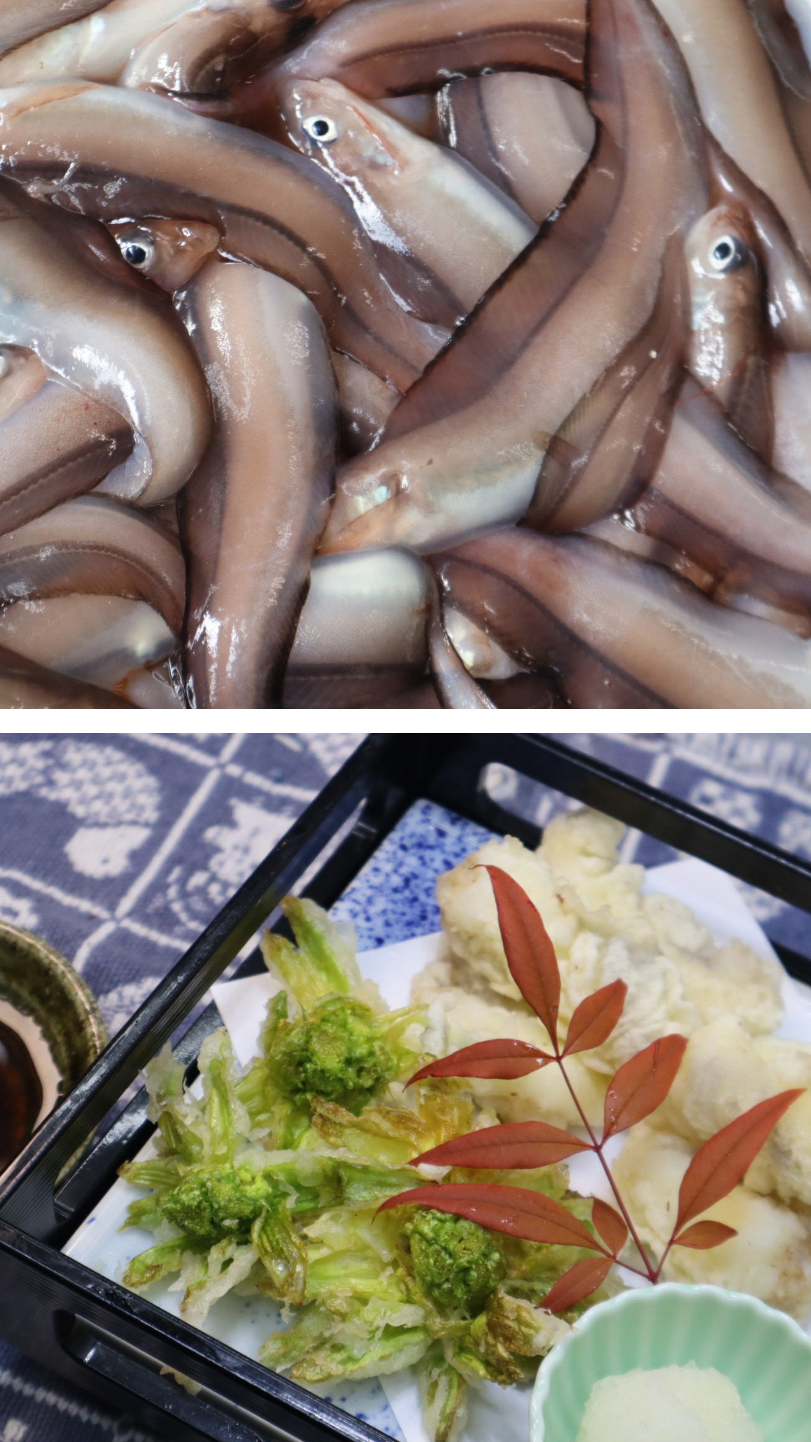幻の深海魚ゲンゲが入荷です