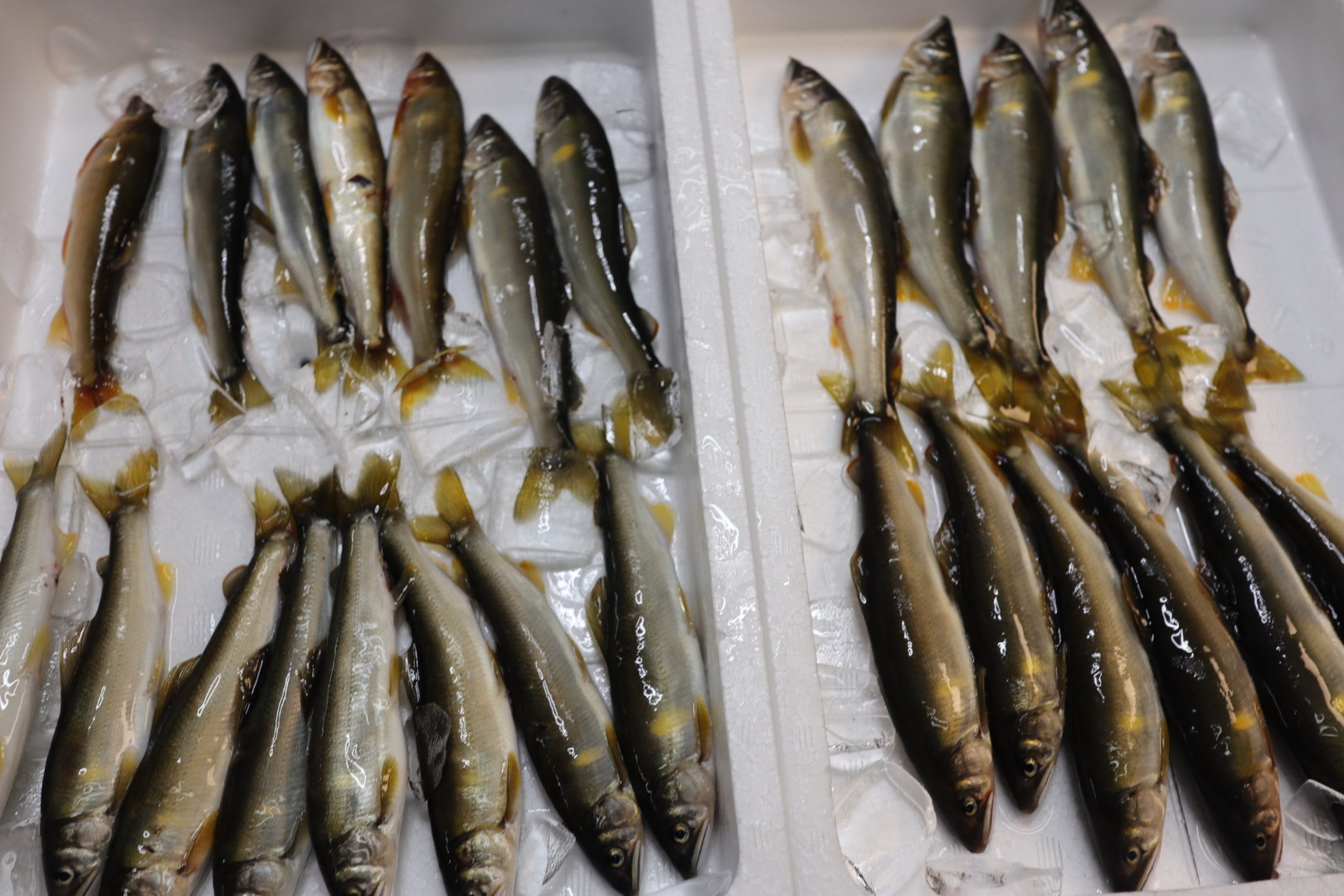 地元産の天然鮎が初入荷です