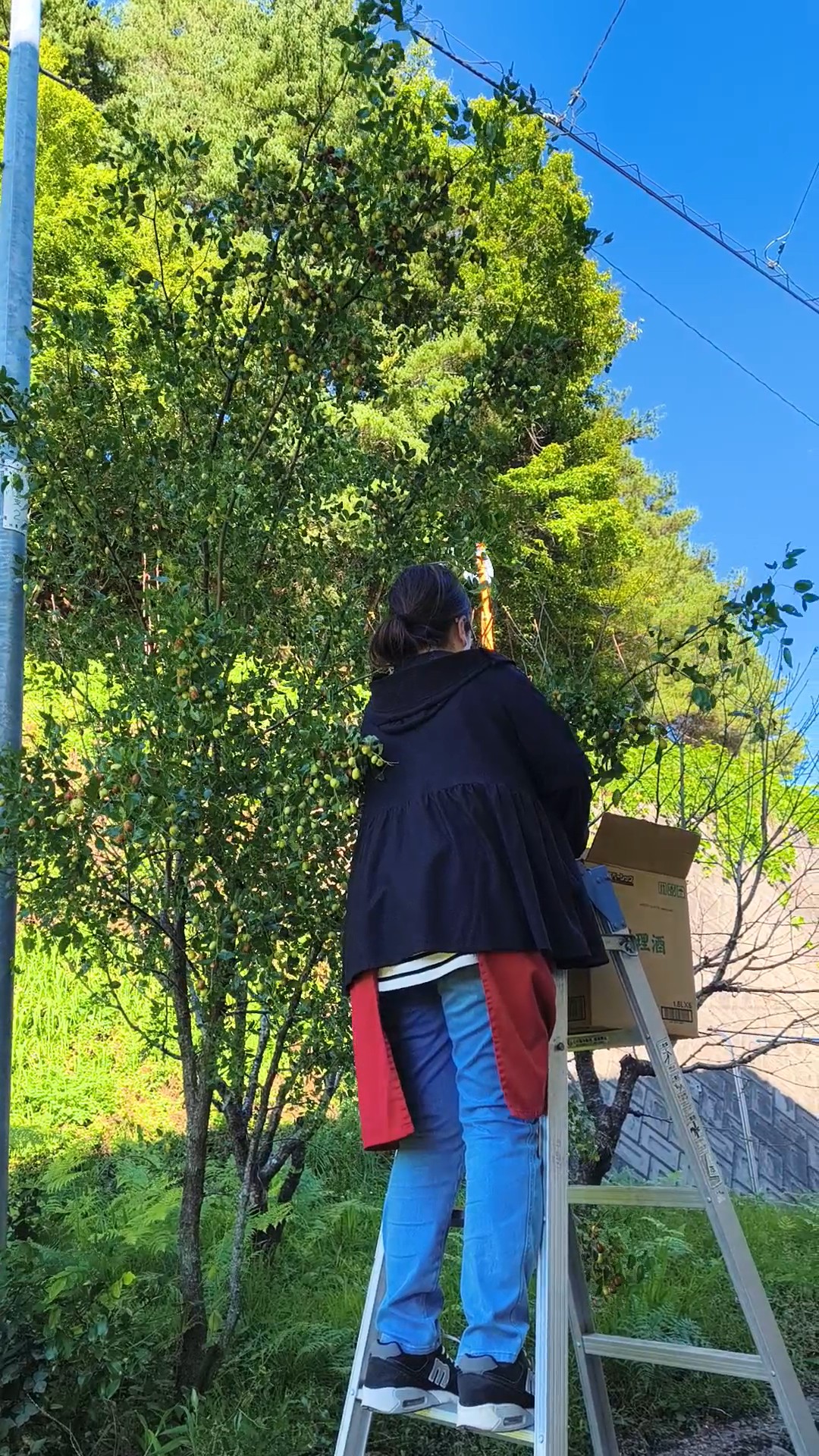 ナツメを収穫しました