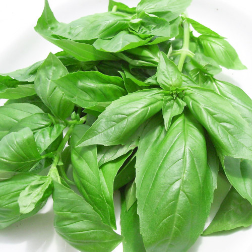 バジル3.JPG