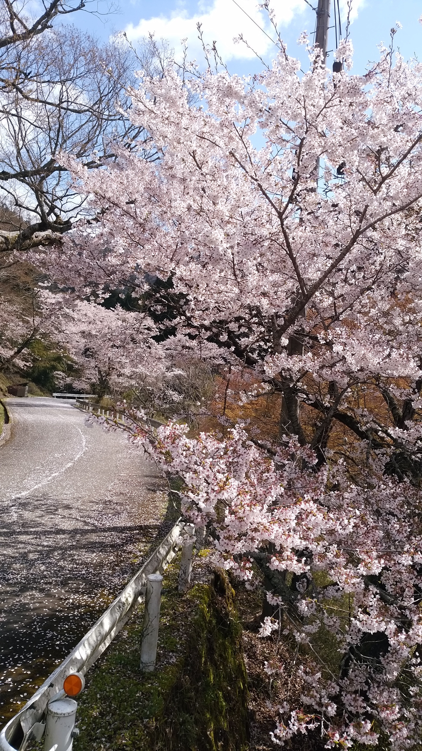 大野ダム道路沿いの桜