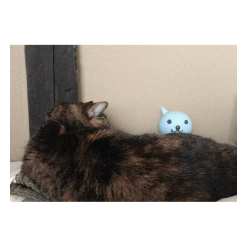 0398741C-C529-4AF6-A94F-0D78A108FDE3.jpeg